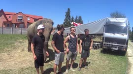 Cheeky elephant knocks over posing tourist