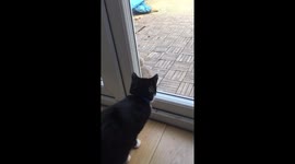 Miko and mr squirrel eyeing each other