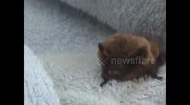 Feeding a little Bat that was saved off the road in Brittany France