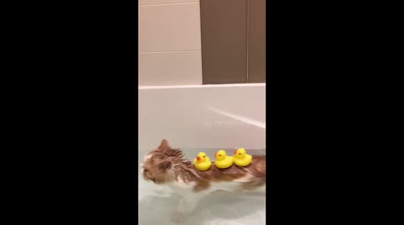 cat with rubber ducks