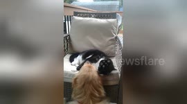 Newsflare Edit - The dog enjoyed the cat massage