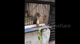 乌鲁木齐 一只抓不到菜叶的猴子