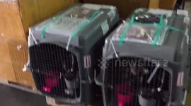 You Can See for Yourself the Mistreatment of Pets by Delta Cargo and Turkish Customs in Istanbul