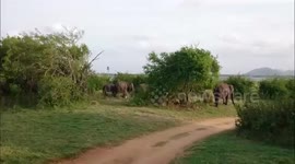 Elephants charge after safari jeeps.