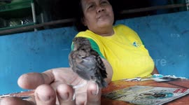 birds that do not want to loose and always stuck to the owner