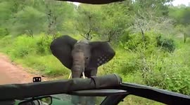 Young charging elephant bull meets his match to the amusement of tourists