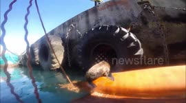 Saving a seal pup entangled in fishing line