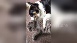 Too cute! Cat and dog can't stop cuddling