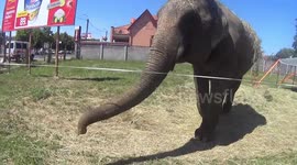Elephant plays with tourists in Sárvár Hungary (So funny :D )