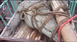 Villagers tie up massive intruder crocodile to teach it a lesson