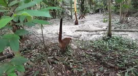 Furry Coatimundi in Tikal