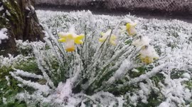 Minibeast .2 daffodils