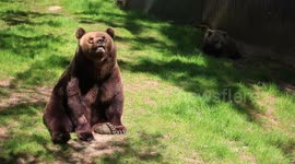 Bear in the forest and in the zoo garden