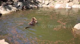 Bear plays in water