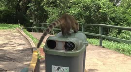 Coati stealing trash from bin