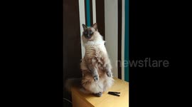 Cat think she's a suricate (cat standing)