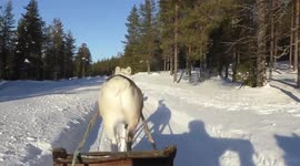 Reindeer Safari in Lapland's Winter Wonderland Salla - Finland 
