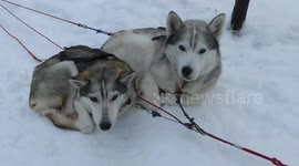 Relaxing Huskies during a Husky Safari - Lapland - Finland