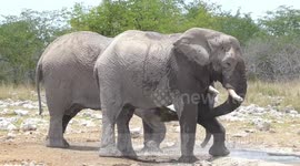  Bathing Elephants in the Kalkheuvel Waterhole in Etosha NP Namibia