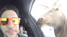 Get up close and personal with an elk as it licks a man’s camera