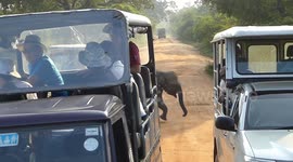 Baby Elephant walks between Safari jeeps in Yala NP Sri Lanka -  March 5, 2018