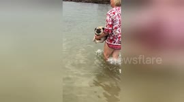 Chubby pug flails about as he is put in the water