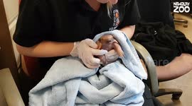 Baby armadillo born in UK zoo