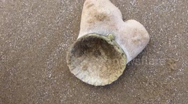 Strange creature growing on an old shell on a Scottish beach