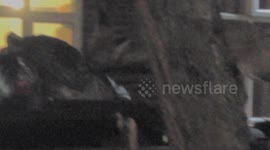 Cheeky urban fox shows us how it gets its dinner