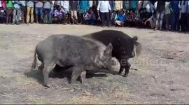 Illegal pig fights held to celebrate Indian festival