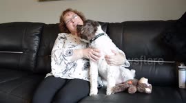 This is the adorable moment when a DOG breaks into song every time his owner says 'I love you'.