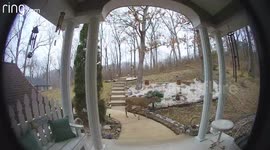 Deer set off motion detector from my video doorbell.