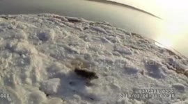 秦皇岛：斑海豹搁浅海滩 警民携手安置