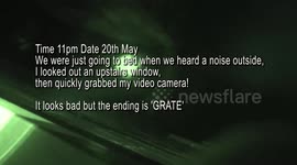 Hedgehogs Fighting and Biting