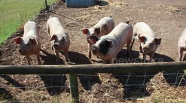 Pigs in a farm