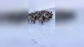 Sheep in hot pursuit of farmer as he skis through snowy field