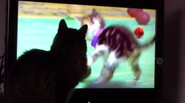 Cat enjoying the Kitten Bowl