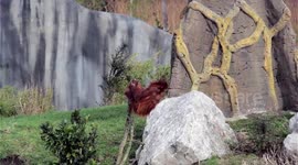 Baby Orangutan Determined to Climb a Rope