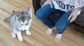 Alaskan Malamute Puppy Getting Lesson on How To Howl