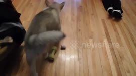 Howling with an Alaskan Malamute Puppy Tradition