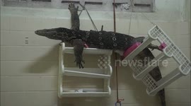 Monitor lizard found lounging on bathroom shelves