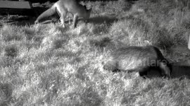 European badger and common foxes in garden feeding.
