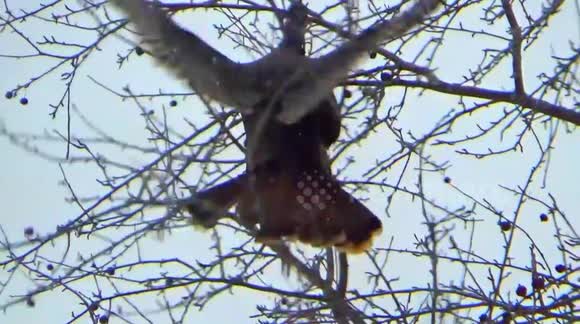 Watch wild turkeys fly in tree and eat berries