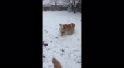 temp