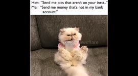 Cat with an attitude about Social Media