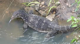 Huge Monitor Lizard in the river in Sri Lanka - February 28, 2018