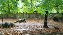 African hunting dog is getting some food