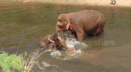 Watch an adorable baby elephant splash around in a river