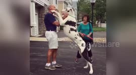 Adorable Great Dane surprises dad with a huge hug
