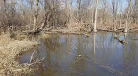 Ducks in love enjoying the spring sun